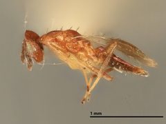 Cirrospilus infuscatus by the Smithsonian. Used under a CC0 license.