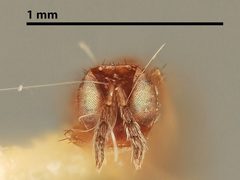 Cirrospilus infuscatus by the Smithsonian. Used under a CC0 license.