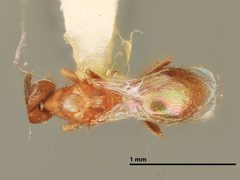 Cirrospilus infuscatus by the Smithsonian. Used under a CC0 license.