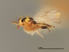 Cirrospilus marylandi by the Smithsonian. Used under a CC0 license.