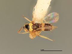 Cirrospilus marylandi by the Smithsonian. Used under a CC0 license.