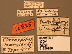 Cirrospilus marylandi by the Smithsonian. Used under a CC0 license.