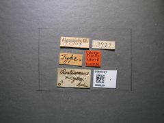 Closterocerus niger by the Smithsonian. Used under a CC0 license.