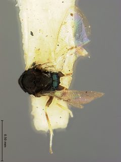 Closterocerus niger by the Smithsonian. Used under a CC0 license.