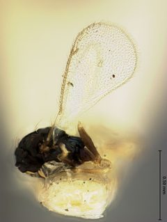 Closterocerus niger by the Smithsonian. Used under a CC0 license.
