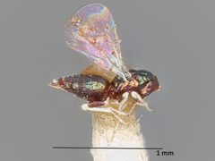 Derostenus arizonensis by the Smithsonian. Used under a CC0 license.