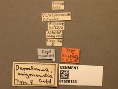 Derostenus arizonensis by the Smithsonian. Used under a CC0 license.