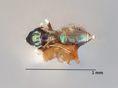 Derostenus arizonensis by the Smithsonian. Used under a CC0 license.
