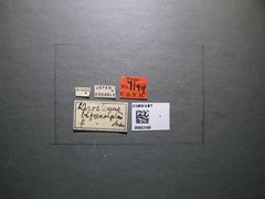 Derostenus bifoveolatus by the Smithsonian. Used under a CC0 license.