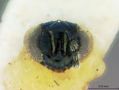 Derostenus bifoveolatus by the Smithsonian. Used under a CC0 license.