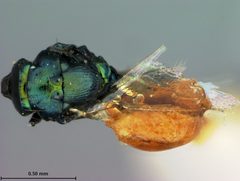 Derostenus bifoveolatus by the Smithsonian. Used under a CC0 license.