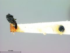 Derostenus bifoveolatus by the Smithsonian. Used under a CC0 license.
