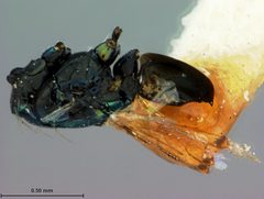 Derostenus bifoveolatus by the Smithsonian. Used under a CC0 license.