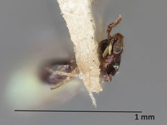 Diaulinopsis callichroma by the Smithsonian. Used under a CC0 license.