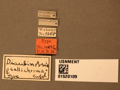 Diaulinopsis callichroma by the Smithsonian. Used under a CC0 license.