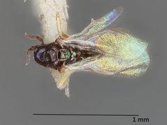 Diaulinopsis callichroma by the Smithsonian. Used under a CC0 license.