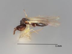 Diaulinopsis callichroma by the Smithsonian. Used under a CC0 license.