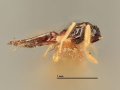 Elachertus aeneoniger by the Smithsonian. Used under a CC0 license.