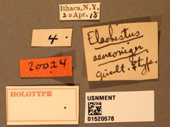 Elachertus aeneoniger by the Smithsonian. Used under a CC0 license.