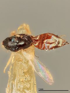 Elachertus aeneoniger by the Smithsonian. Used under a CC0 license.
