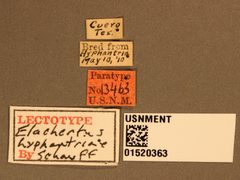 Elachertus hyphantriae by the Smithsonian. Used under a CC0 license.