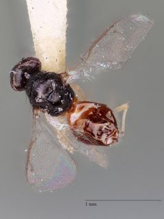 Elachertus hyphantriae by the Smithsonian. Used under a CC0 license.