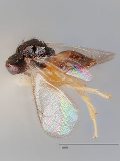 Elachertus hyphantriae by the Smithsonian. Used under a CC0 license.