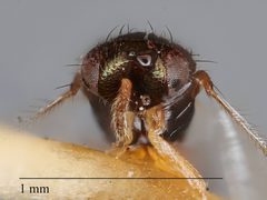 Elachertus hyphantriae by the Smithsonian. Used under a CC0 license.