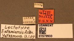 Elasmus atamiensis by the Smithsonian. Used under a CC0 license.