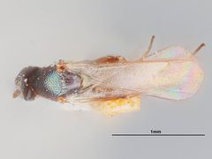 Elasmus atamiensis by the Smithsonian. Used under a CC0 license.