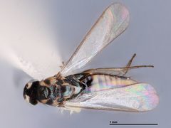 Elasmus polistis by the Smithsonian. Used under a CC0 license.