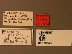 Elasmus polistis by the Smithsonian. Used under a CC0 license.