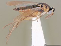 Elasmus polistis by the Smithsonian. Used under a CC0 license.