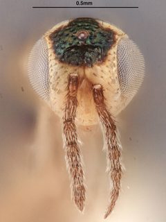 Elasmus polistis by the Smithsonian. Used under a CC0 license.