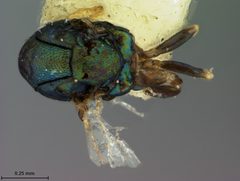 Euderus elongatus by the Smithsonian. Used under a CC0 license.