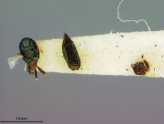 Euderus elongatus by the Smithsonian. Used under a CC0 license.