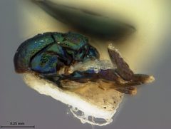 Euderus elongatus by the Smithsonian. Used under a CC0 license.