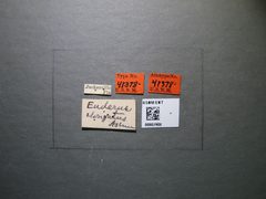 Euderus elongatus by the Smithsonian. Used under a CC0 license.