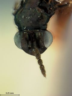 Eulophus albitarsis by the Smithsonian. Used under a CC0 license.