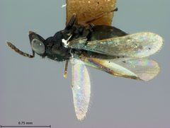 Eulophus albitarsis by the Smithsonian. Used under a CC0 license.