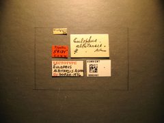 Eulophus albitarsis by the Smithsonian. Used under a CC0 license.