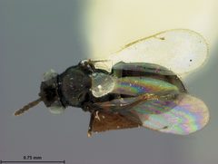 Eulophus albitarsis by the Smithsonian. Used under a CC0 license.
