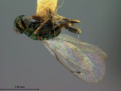 Eulophus japonicus by the Smithsonian. Used under a CC0 license.