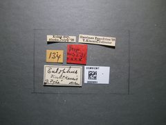 Eulophus kukakensis by the Smithsonian. Used under a CC0 license.
