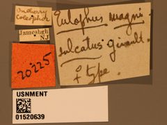 Eulophus magnisulcatus by the Smithsonian. Used under a CC0 license.