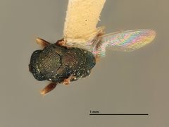 Eulophus magnisulcatus by the Smithsonian. Used under a CC0 license.