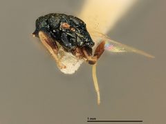 Eulophus magnisulcatus by the Smithsonian. Used under a CC0 license.