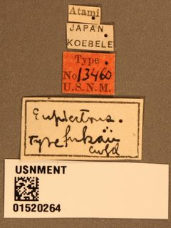 Euplectrus fukaii by the Smithsonian. Used under a CC0 license.