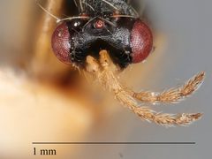 Euplectrus fukaii by the Smithsonian. Used under a CC0 license.