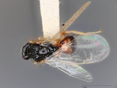 Euplectrus fukaii by the Smithsonian. Used under a CC0 license.